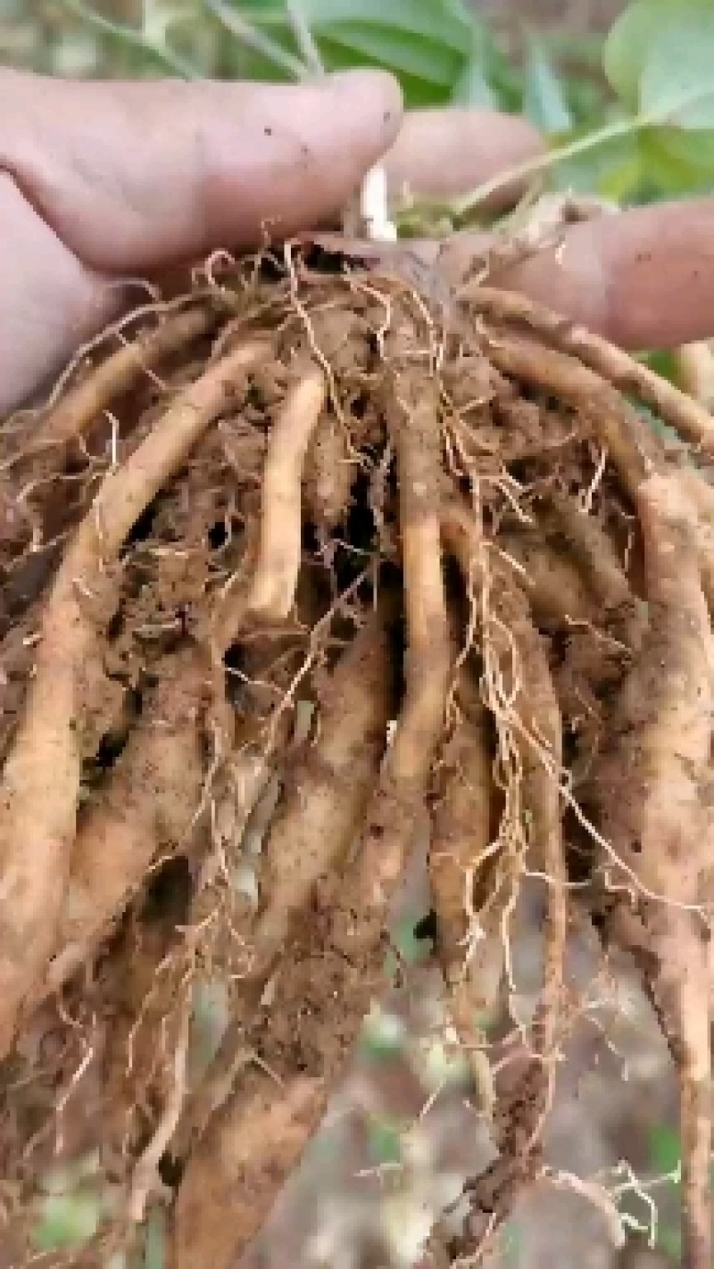 云南对叶大百部苗，百部种子，百部种苗，百部苗，提供技术提
