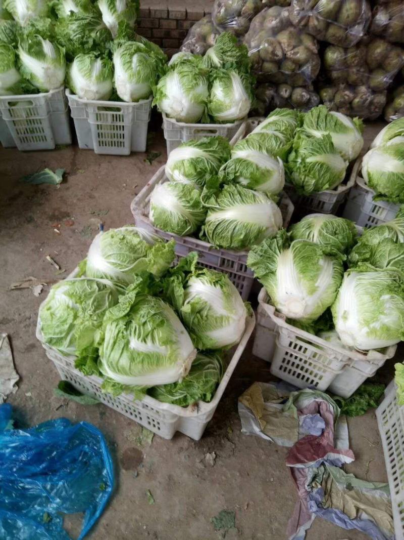 秦白二号大白菜上市了无虫害散装袋装质量相当好颜色绿中带白