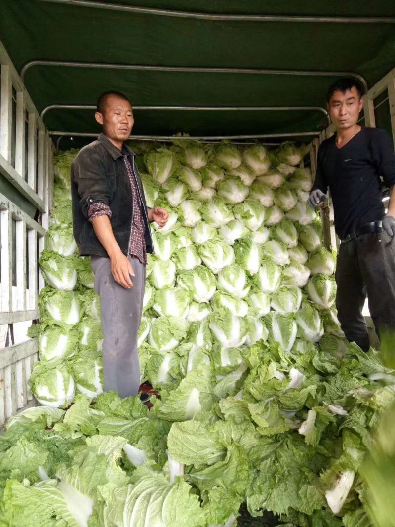 秦白二号大白菜上市了无虫害散装袋装质量相当好颜色绿中带白