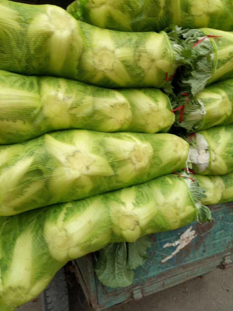 秦白二号大白菜上市了无虫害散装袋装质量相当好颜色绿中带白