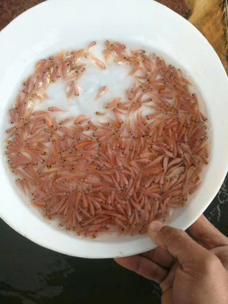 粤宏水产-彩虹雕红罗非鱼苗、优品、颜色鲜艳