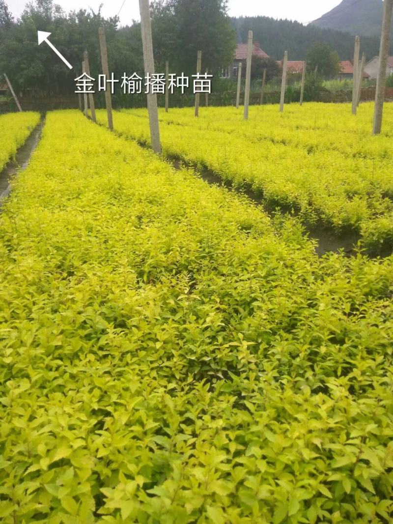 东北耐寒苗木，紫丁香，金叶榆小苗预订中，陈革苗圃直销