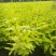 东北耐寒苗木，紫丁香，金叶榆小苗预订中，陈革苗圃直销