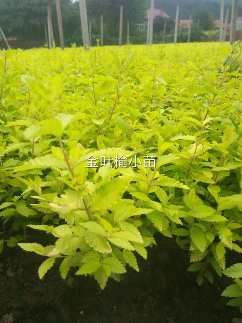 东北耐寒苗木，紫丁香，金叶榆小苗预订中，陈革苗圃直销