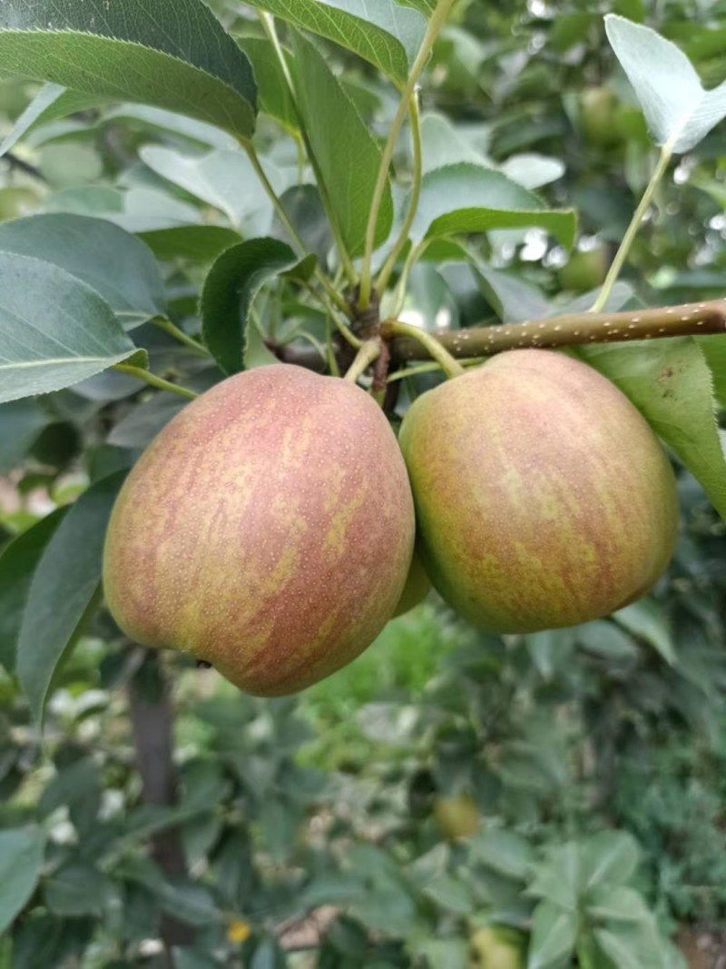 库尔勒香梨，新疆香梨