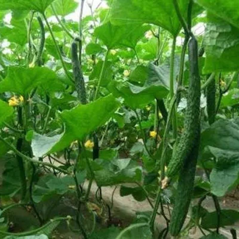 30%己唑乙醚酚悬浮剂葡萄白粉病效果葡萄杀菌剂