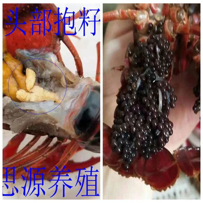龙虾苗养殖场地直发淡水优质鲜活种抱籽