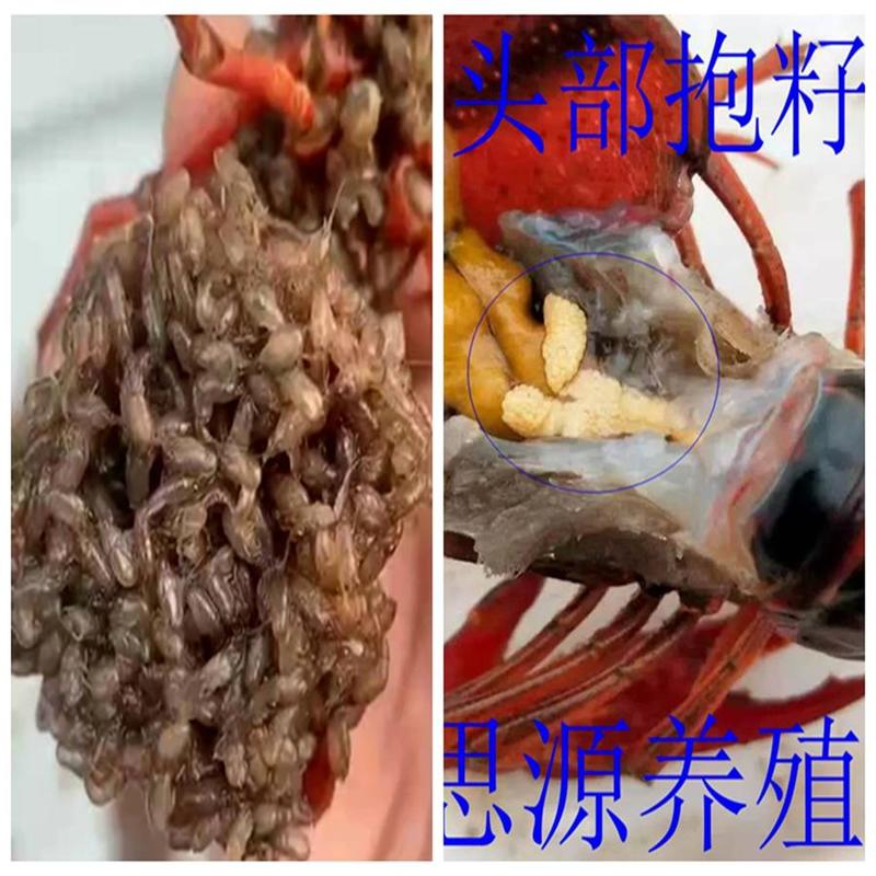 优质淡水龙虾苗带籽虾养殖场地直发鲜活体龙虾