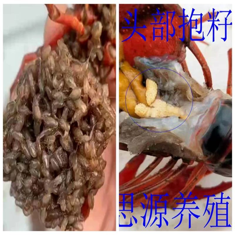 龙虾苗养殖场地直发淡水优质鲜活种抱籽