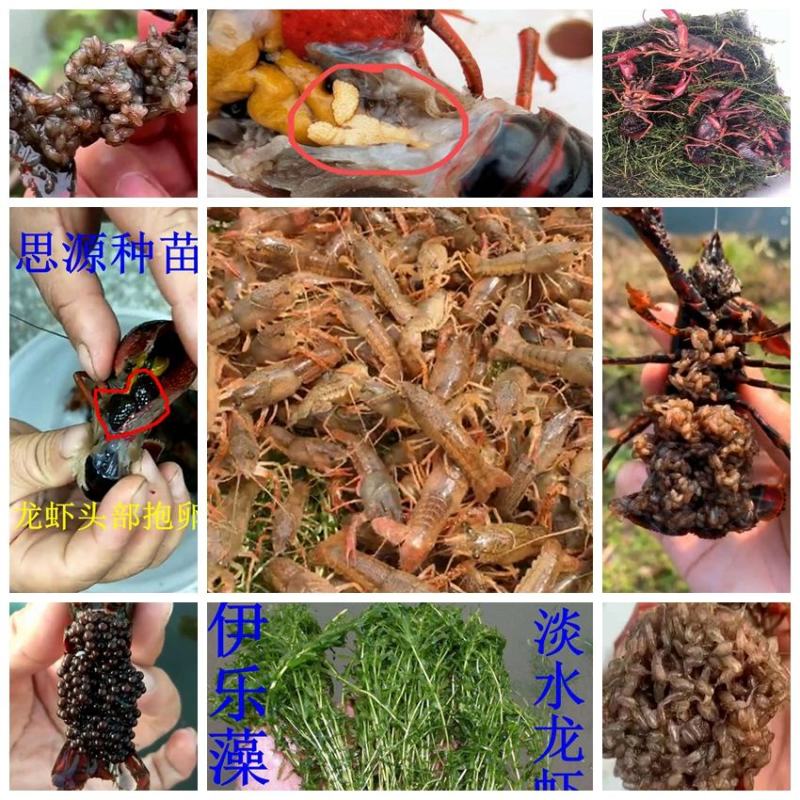 龙虾苗养殖场地直发淡水优质鲜活种抱籽