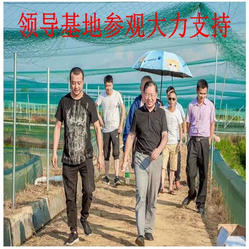 龙虾苗养殖场地直发淡水优质鲜活种抱籽