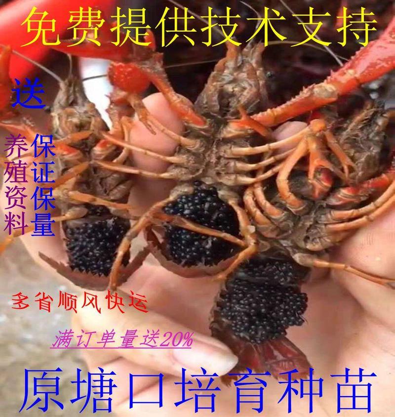 优质淡水龙虾苗带籽虾养殖场地直发鲜活体龙虾