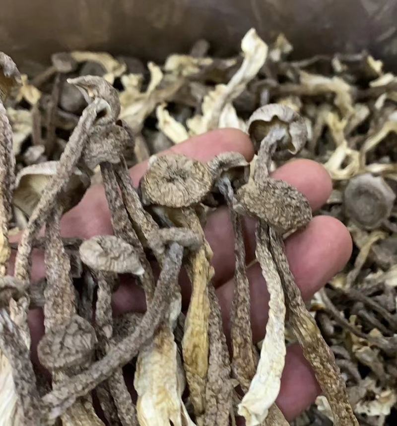 精品鹿茸菇一手货源产地直发，规格齐全，可视频看货代发全国
