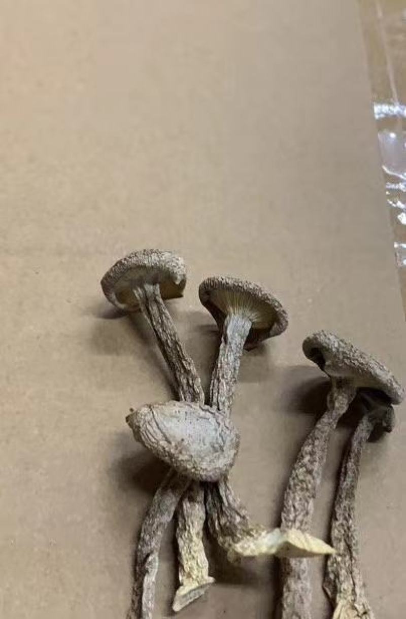 精品鹿茸菇一手货源产地直发，规格齐全，可视频看货代发全国
