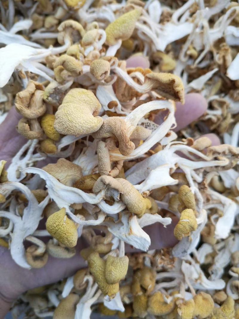 精品鹿茸菇一手货源产地直发，规格齐全，可视频看货代发全国