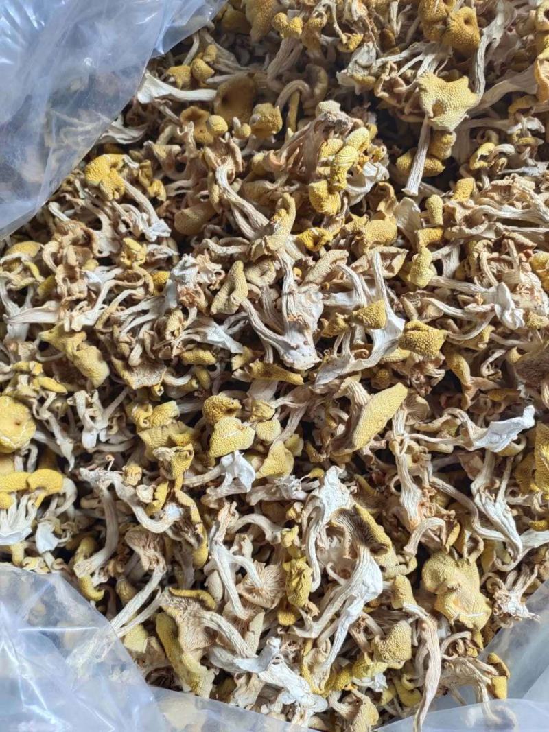 精品鹿茸菇一手货源产地直发，规格齐全，可视频看货代发全国