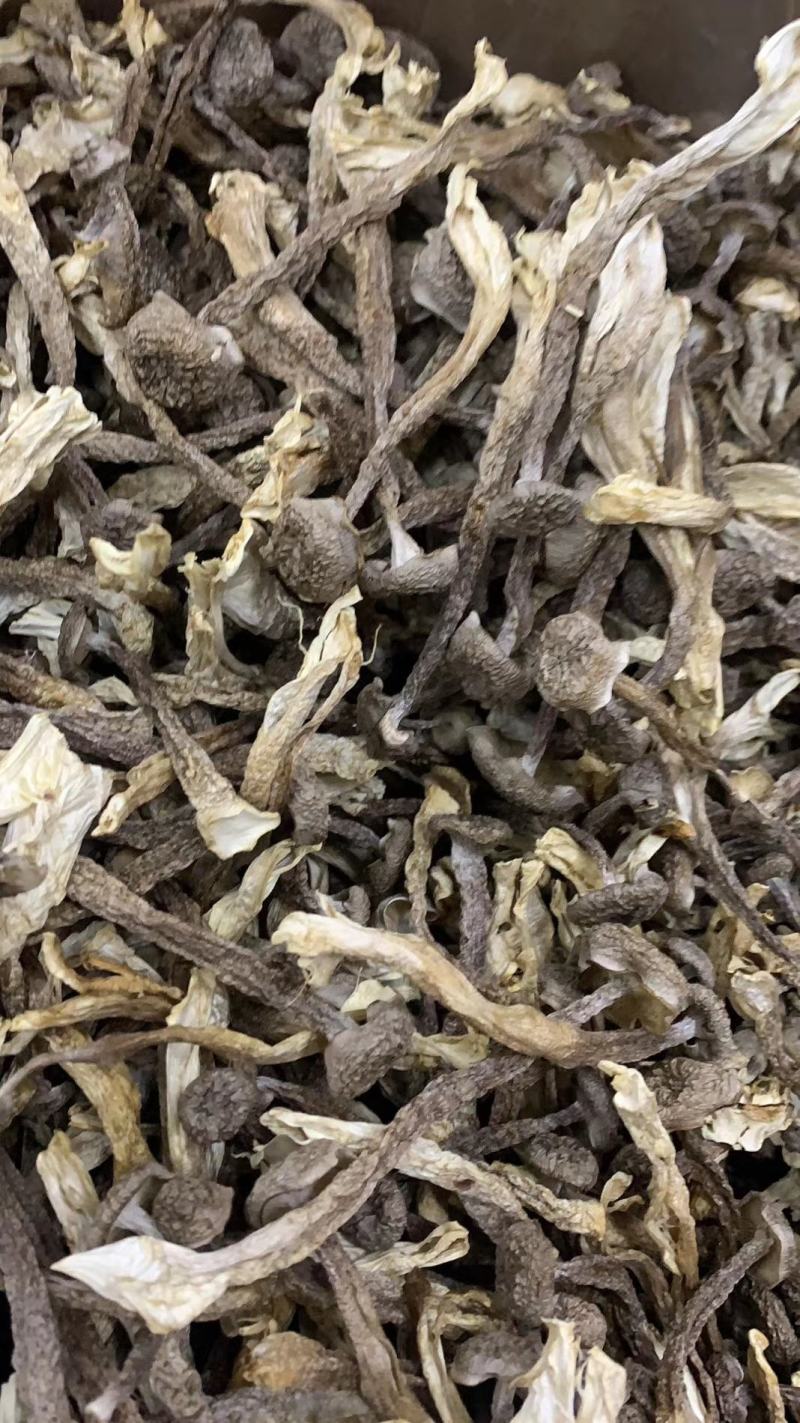 精品鹿茸菇一手货源产地直发，规格齐全，可视频看货代发全国