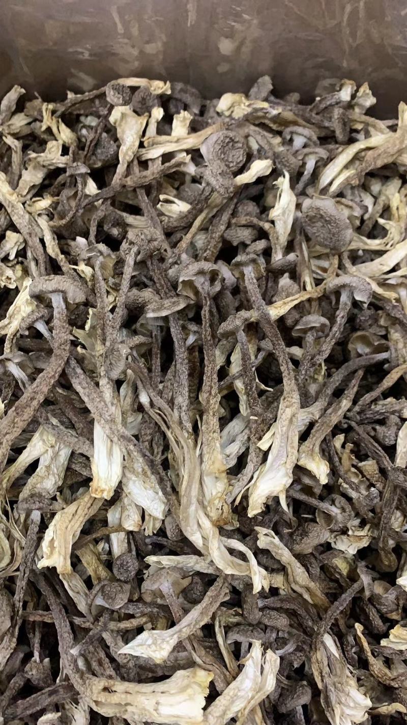 精品鹿茸菇一手货源产地直发，规格齐全，可视频看货代发全国