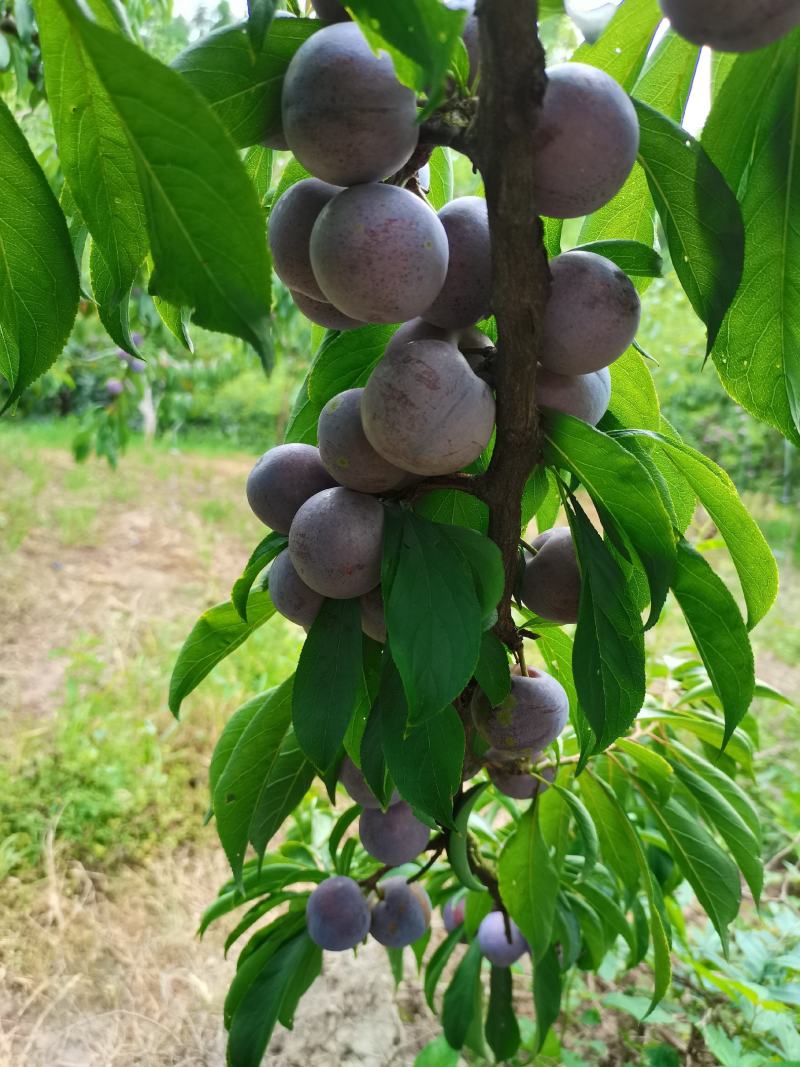 脆红李大量上市，大小单都接，可以代办