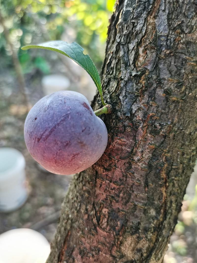 脆红李大量上市，大小单都接，可以代办
