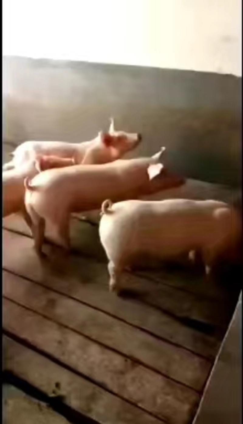 仔猪三元仔猪繁育供应基地常年有货出售看猪定价猪场看货