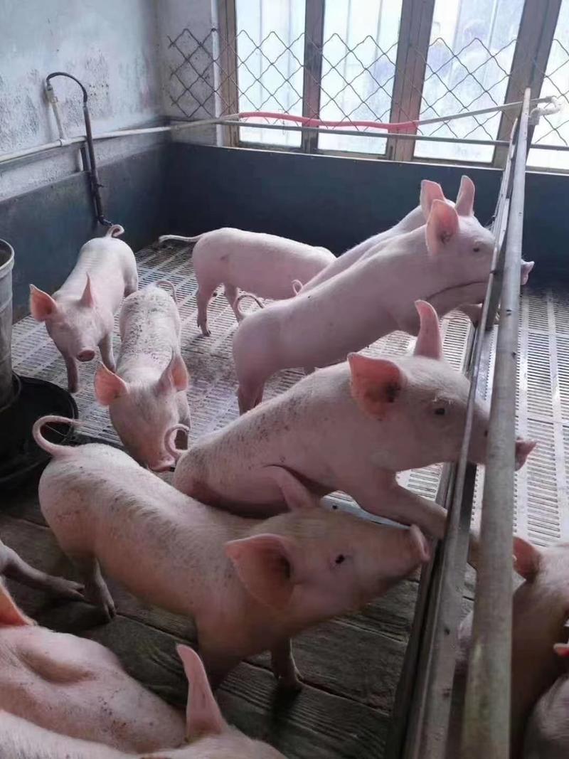 仔猪三元仔猪繁育供应基地常年有货出售看猪定价猪场看货