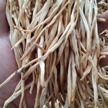 黄花菜常年供应批发及零售各种档次无硫黄花菜