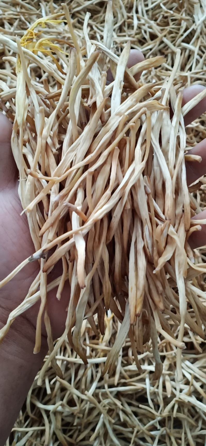 黄花菜常年供应批发及零售各种档次无硫黄花菜