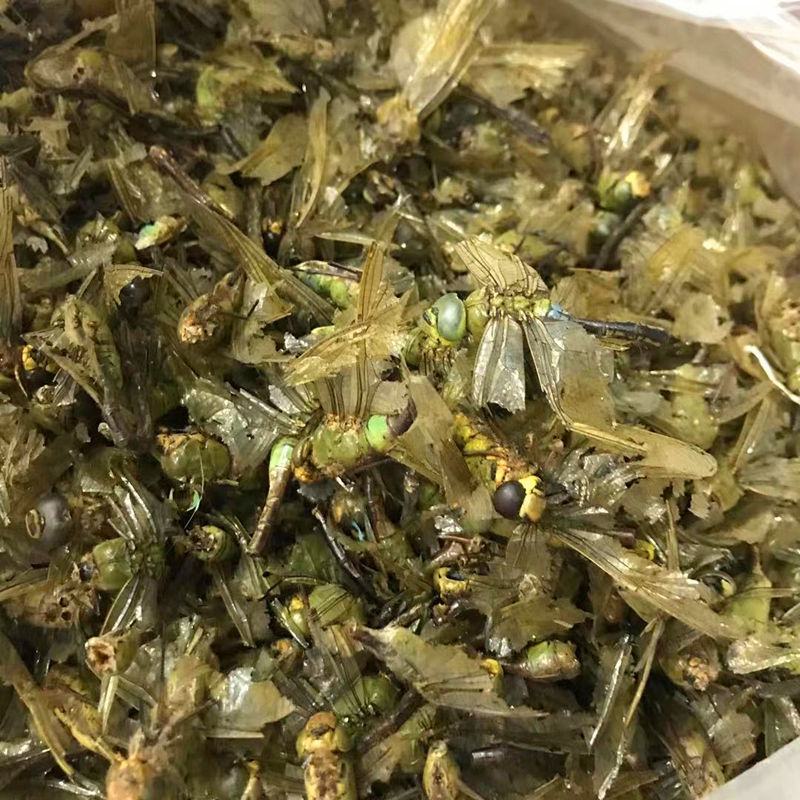 中药材蜻蜓干蜻蜓红蜻蜓绿蜻蜓黑蜻蜓药用大蜻蜓包