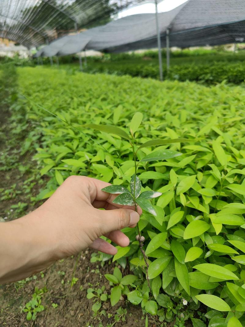 刨花楠芽苗泡花楠杯苗刨花润楠