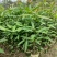 刨花楠芽苗泡花楠杯苗刨花润楠