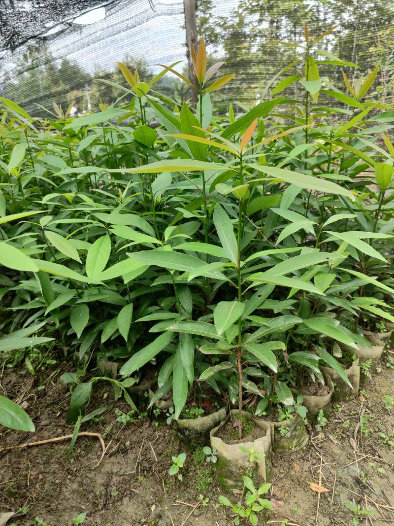 刨花楠芽苗泡花楠杯苗刨花润楠