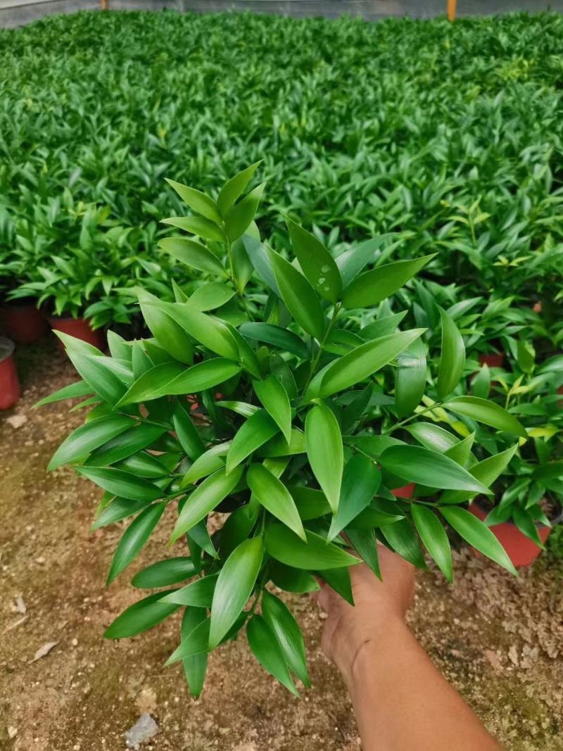 精品红杯小竹柏，基地自产自销