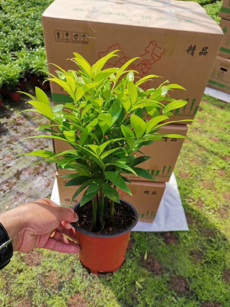 精品红杯小竹柏，基地自产自销