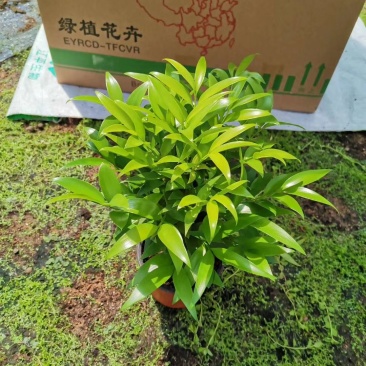 精品红杯小竹柏，基地自产自销