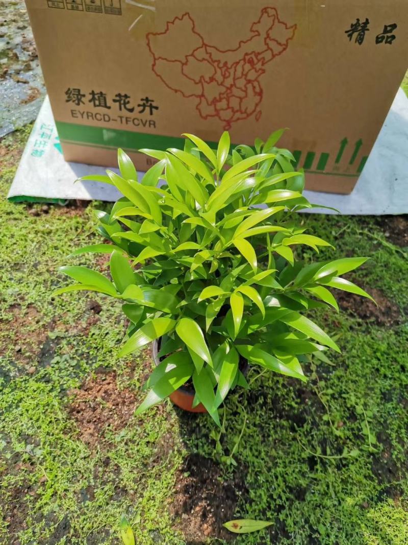 精品红杯小竹柏，基地自产自销