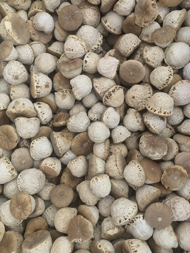 风流果一公斤起批量大价优