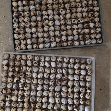 自己喂养，质量保证，新鲜鹌鹑蛋