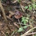 【热卖】九华山灵芝纯野生灵芝2～8公分紫灵芝深山采摘包邮
