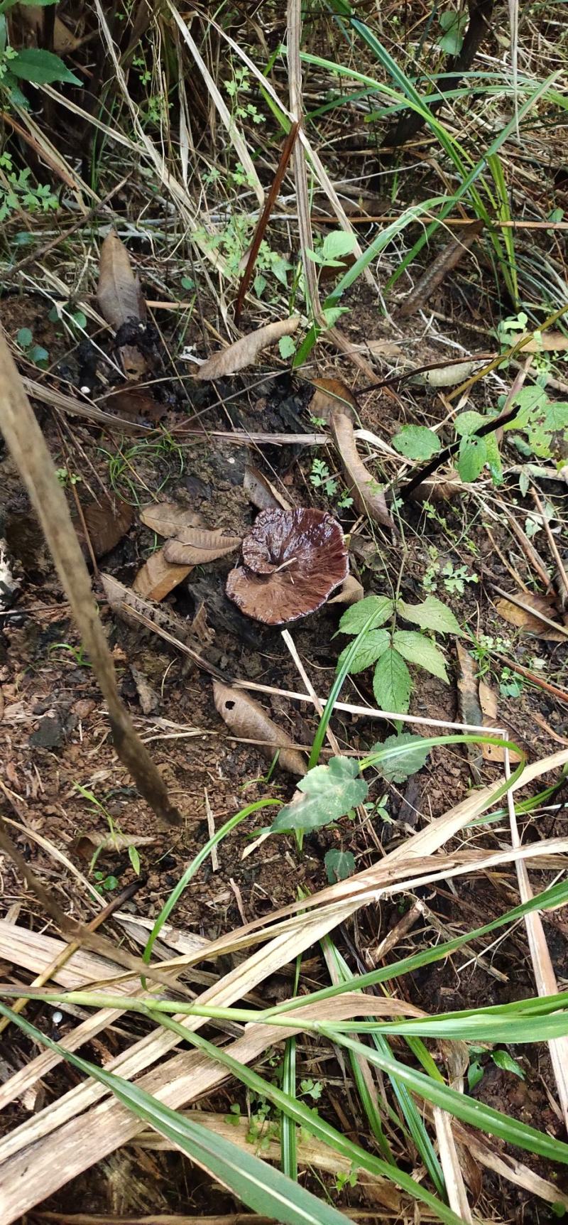 【热卖】九华山灵芝纯野生灵芝2～8公分紫灵芝深山采摘包邮