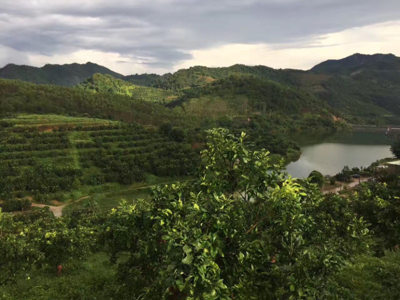 梅州红肉蜜柚三红蜜柚农场直供大量供应支持线上交易