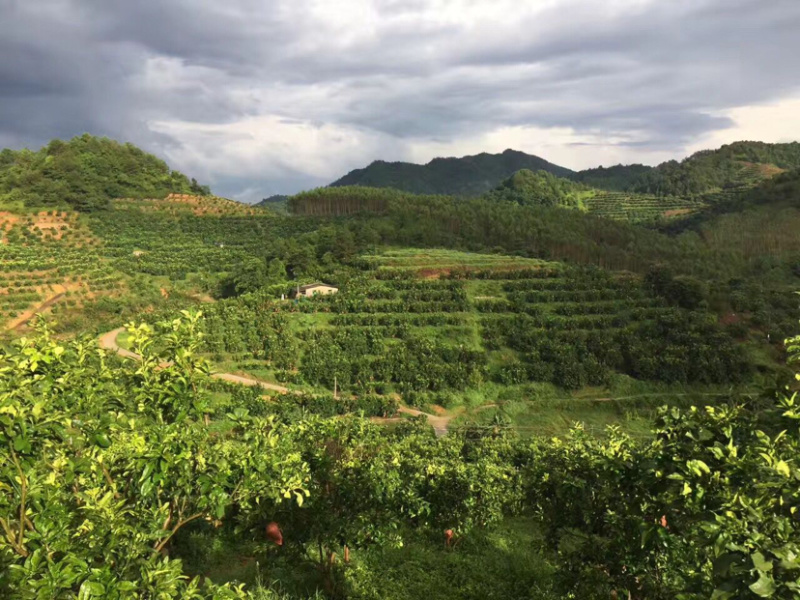 梅州红肉蜜柚三红蜜柚农场直供大量供应支持线上交易