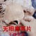 冷冻新鲜猪耳片猪耳尖生猪耳无根猪耳朵无根猪耳片1