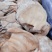 冷冻新鲜猪耳片猪耳尖生猪耳无根猪耳朵无根猪耳片1