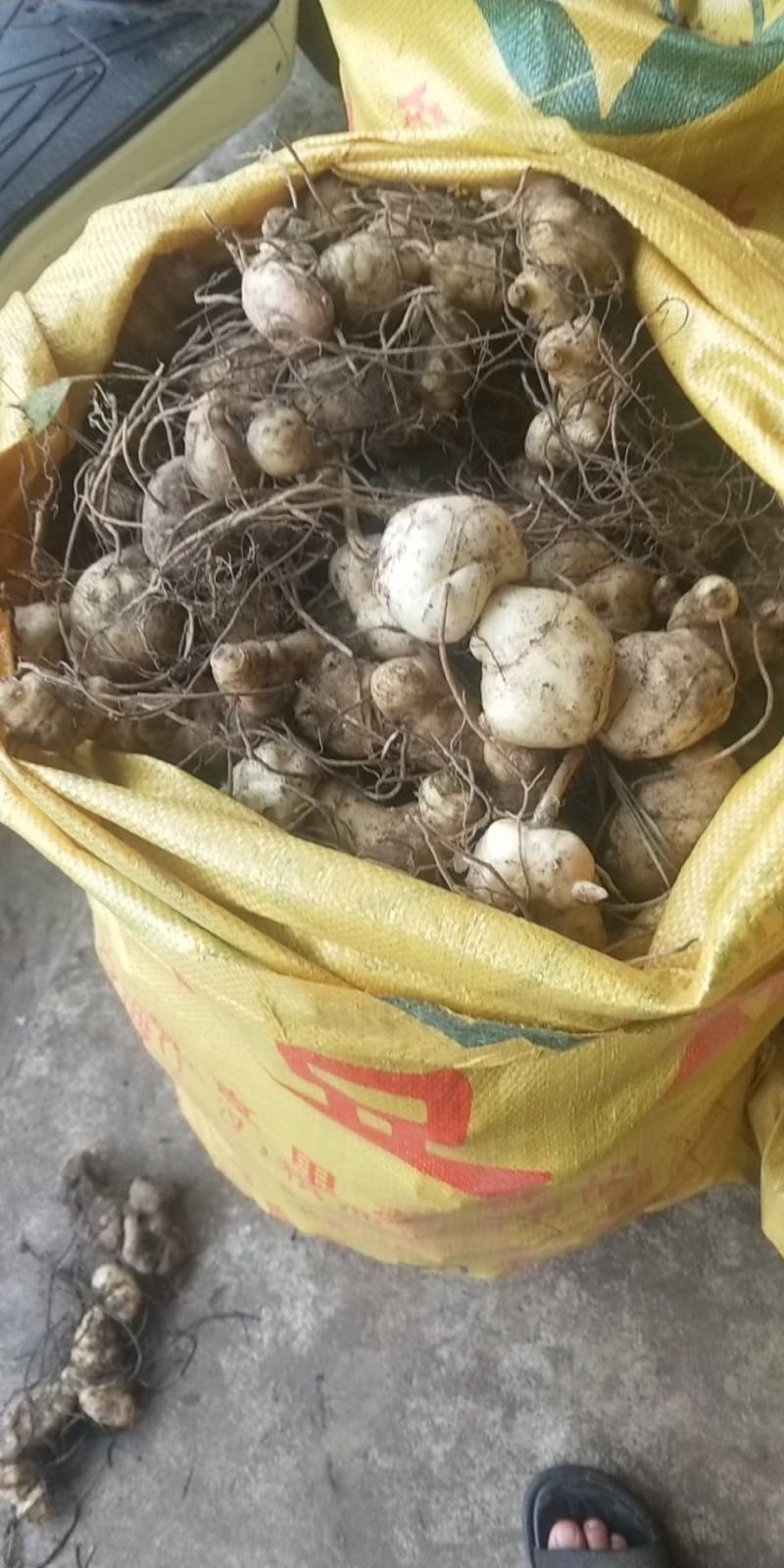 大量黄精块茎黄精苗批发