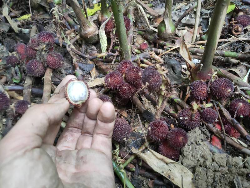 春砂仁，云南山地砂仁果，品种全部一致已经黑籽