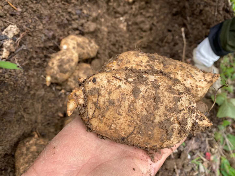 云南昭通小草坝新鲜天麻高海拔选货，口感好
