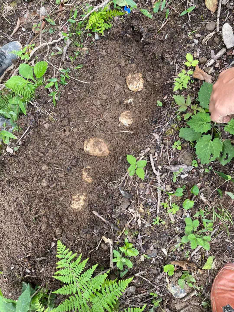 云南昭通小草坝新鲜天麻高海拔选货，口感好