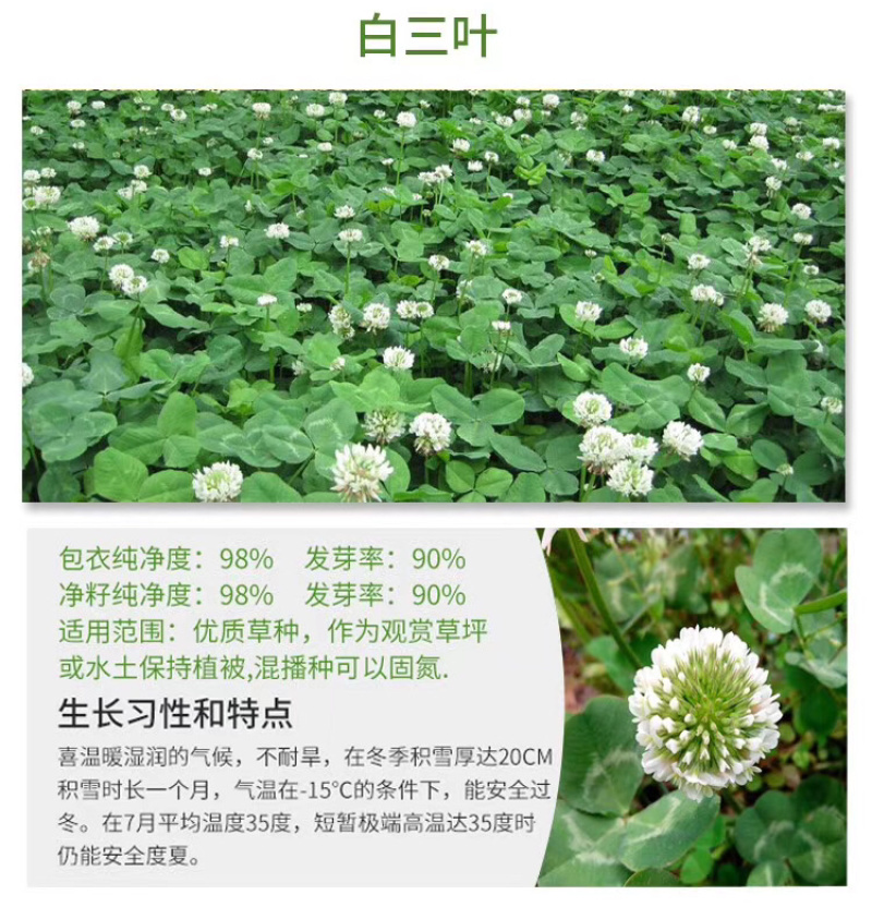 三叶草种子果园种植绿化白三叶种子进口海法