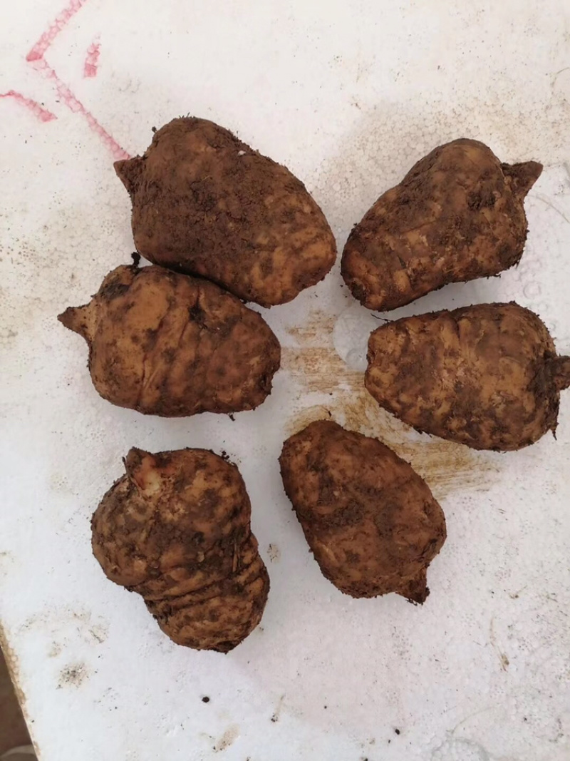 云南昭通小草坝新鲜天麻高海拔选货，口感好